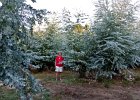 Dans la forêt pour l'extraction d'essence d'eucalyptus